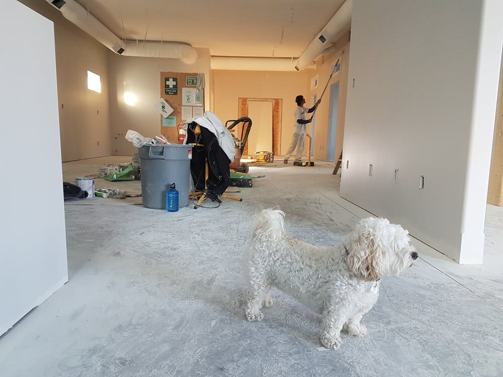A dog standing in a house that’s being renovated